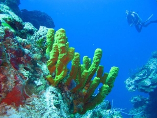 Explorar los arrecifes